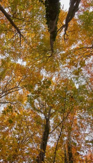 Occorre valorizzare i 12 milioni di ettari di bosco italiani, secondo Confagricoltura