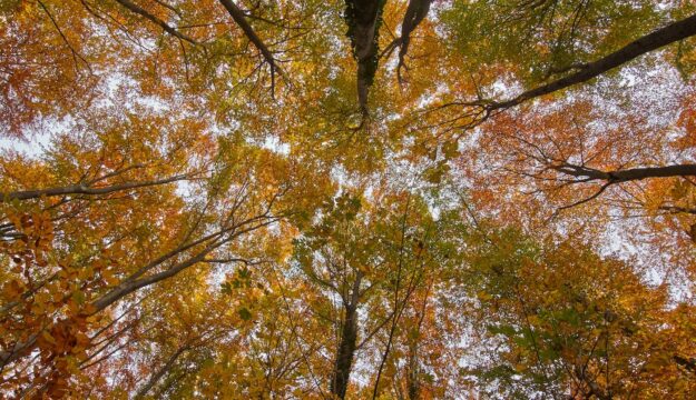 Occorre valorizzare i 12 milioni di ettari di bosco italiani, secondo Confagricoltura