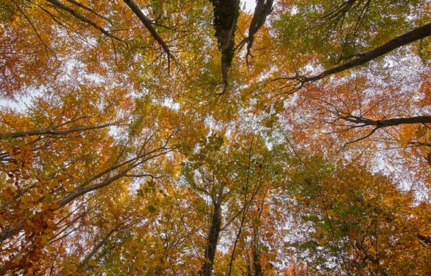 ALBERI, BOSCHI, Confagricoltura, Non Solo Vino