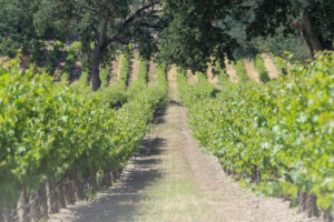 La California tra ottobre 2024 e agosto 2025 ha estirpato oltre 15.000 ettari di vigneti