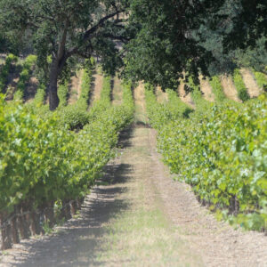 La California tra ottobre 2024 e agosto 2025 ha estirpato oltre 15.000 ettari di vigneti