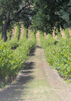 La California tra ottobre 2024 e agosto 2025 ha estirpato oltre 15.000 ettari di vigneti