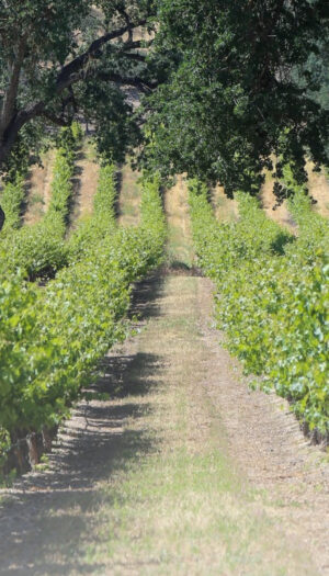 La California tra ottobre 2024 e agosto 2025 ha estirpato oltre 15.000 ettari di vigneti