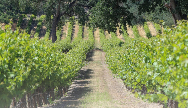 La California tra ottobre 2024 e agosto 2025 ha estirpato oltre 15.000 ettari di vigneti