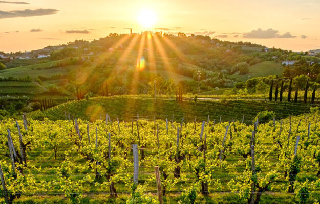 La “ponca”, i vini bianchi di grande longevità, i vini “Orange” di Oslavia: le anime del Collio