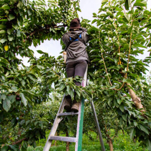 Nuove scadenze e procedura più fluida: il Senato ha approvato il Decreto Flussi