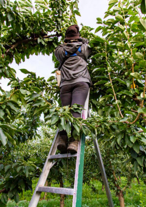 Nuove scadenze e procedura più fluida: il Senato ha approvato il Decreto Flussi