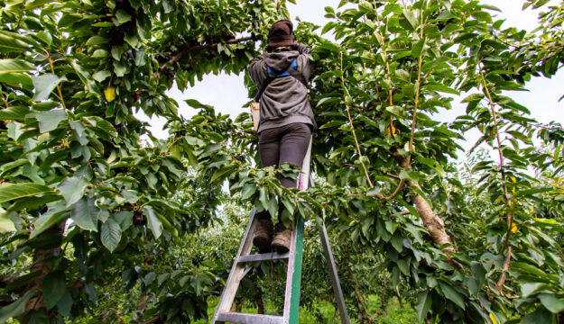Nuove scadenze e procedura più fluida: il Senato ha approvato il Decreto Flussi