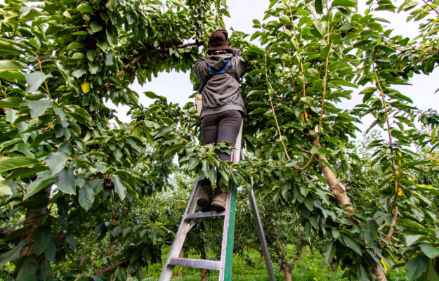 AGRICOLTURA, CIA AGRICOLTORI ITALIANI, CLICK DAY, Coldiretti, Confagricoltura, DECRETO FLUSSI, LAVORATORI, LAVORATORI STAGIONALI, LAVORATORI STRANIERI, SENATO, Non Solo Vino