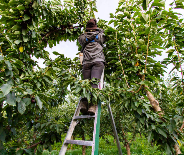 Nuove scadenze e procedura più fluida: il Senato ha approvato il Decreto Flussi