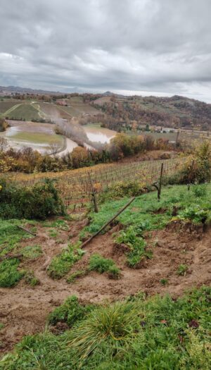 Calamità, un aiuto concreto al Collio: il Consorzio apre un conto corrente per le donazioni