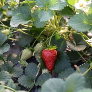 La Fragola della Basilicata ottiene l’Igp, portando a 896 le denominazioni italiane registrate in Ue
