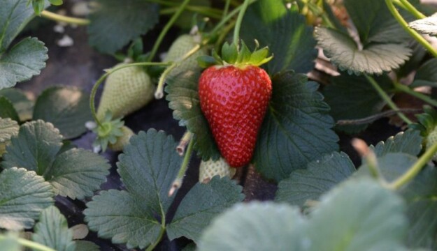 La Fragola della Basilicata ottiene l’Igp, portando a 896 le denominazioni italiane registrate in Ue