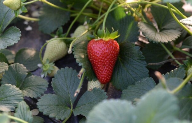 FRAGOLA DELLA BASILICATA IGP, FRANCESCO LOLLOBRIGIDA, IGP, INDICAZIONI GEOGRAFICHE, MINISTRO DELL'AGRICOLTURA, TUTELA, UE, Non Solo Vino