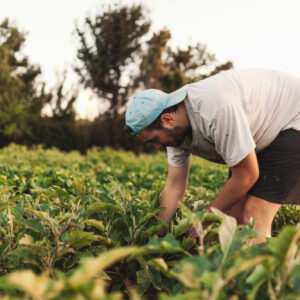 L’Europa punta al ricambio generazionale: obiettivo raddoppiare i giovani agricoltori entro il 2040