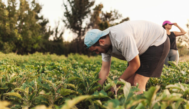 L’Europa punta al ricambio generazionale: obiettivo raddoppiare i giovani agricoltori entro il 2040