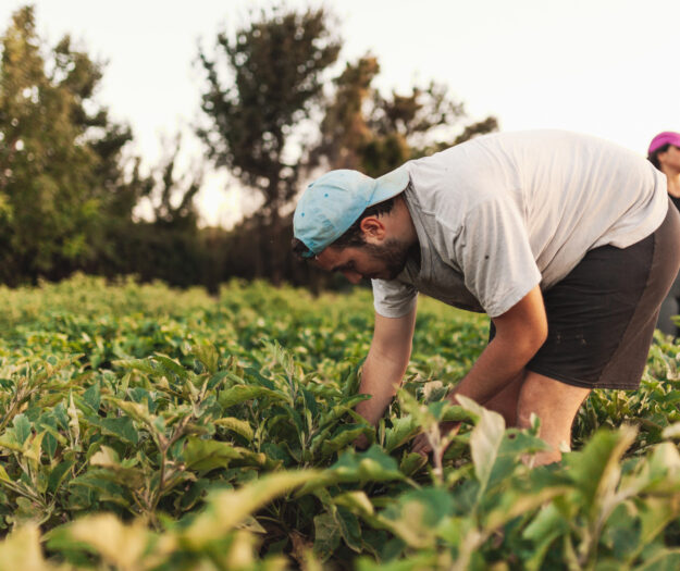 L’Europa punta al ricambio generazionale: obiettivo raddoppiare i giovani agricoltori entro il 2040