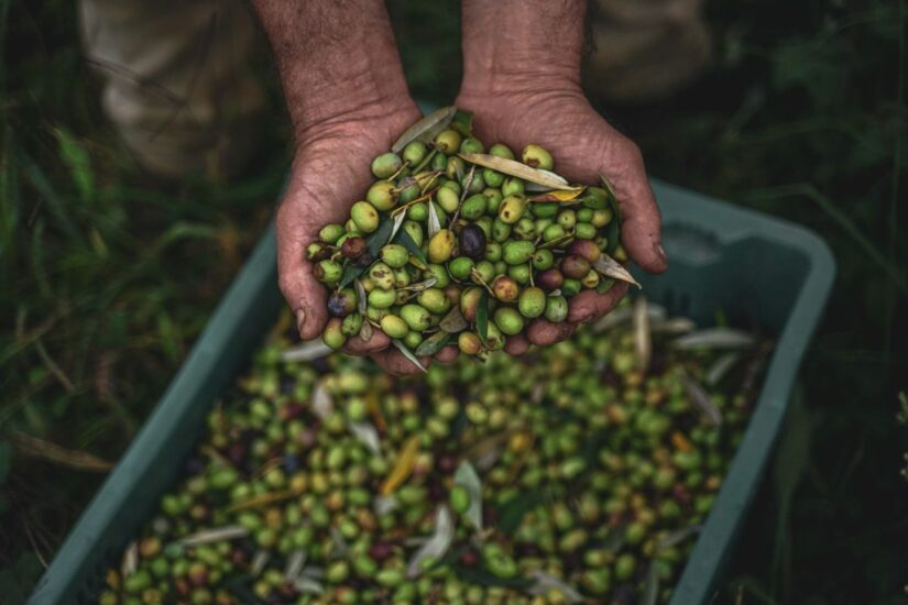 L’“olio novo” bio de Il Borro, nel Valdarno, è protagonista di esperienze che vanno dalla raccolta delle olive ai trattamenti benessere (credit: Valeria Raniolo)