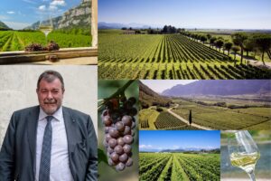 Piwi e bassa gradazione naturale, partendo dalla vigna: il futuro del Pinot Grigio delle Venezie