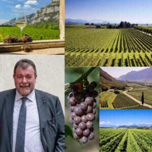 Piwi e bassa gradazione naturale, partendo dalla vigna: il futuro del Pinot Grigio delle Venezie