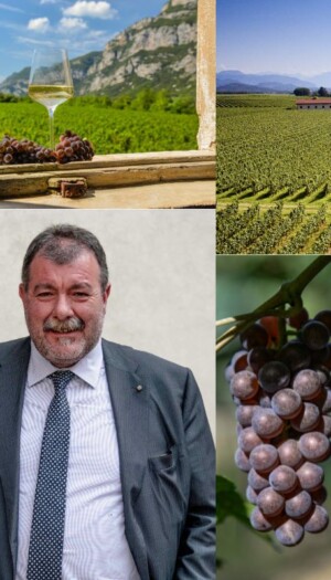 Piwi e bassa gradazione naturale, partendo dalla vigna: il futuro del Pinot Grigio delle Venezie