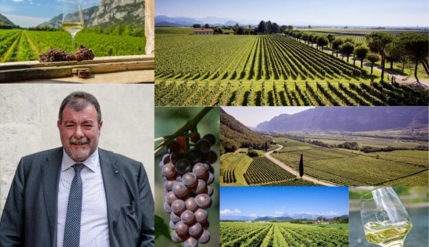 Piwi e bassa gradazione naturale, partendo dalla vigna: il futuro del Pinot Grigio delle Venezie