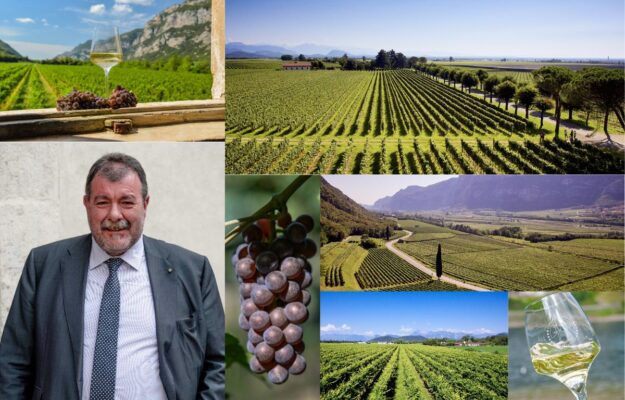 DELLE VENEZIE, LOW ALCOL, LUCA RIGOTTI, PINOT GRIGIO, PIWI, TERRITORIO, vino, Italia