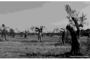 Xylella, il Wwf punta il dito su un “sistema di alleanze” che ha devastato gli ulivi pugliesi