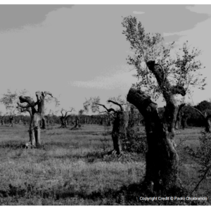 Xylella, il Wwf punta il dito su un “sistema di alleanze” che ha devastato gli ulivi pugliesi