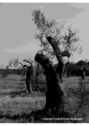 Xylella, il Wwf punta il dito su un “sistema di alleanze” che ha devastato gli ulivi pugliesi