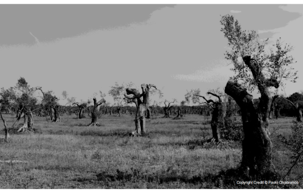 AGROECOLOGIA, PUGLIA, ULIVI, ULIVI MONUMENTALI, WWF, XYLELLA, Non Solo Vino