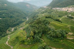 Cavit, il bilancio 2024/2025 tiene. Sguardo al futuro, tra consumi in calo e margini sotto pressione