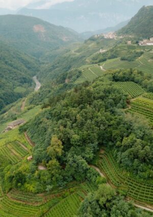 Cavit, il bilancio 2024/2025 tiene. Sguardo al futuro, tra consumi in calo e margini sotto pressione