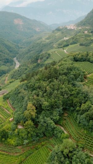 Cavit, il bilancio 2024/2025 tiene. Sguardo al futuro, tra consumi in calo e margini sotto pressione