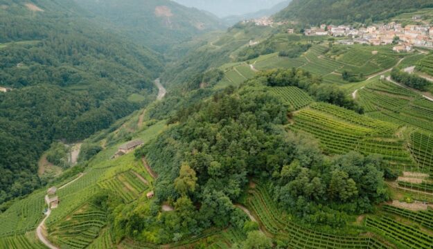 Cavit, il bilancio 2024/2025 tiene. Sguardo al futuro, tra consumi in calo e margini sotto pressione