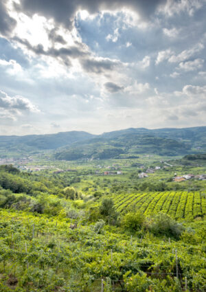 Bollicine, territorio e vitigno fanno la differenza. La ricerca Nomisma a “Durello & Friends”