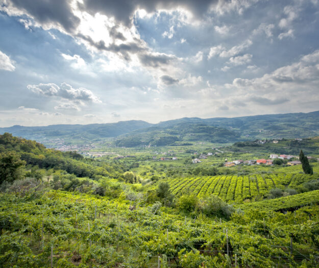 Sparkling wines, territory and vine variety make difference. Nomisma research at &ldquo;Durello & Friends&rdquo;