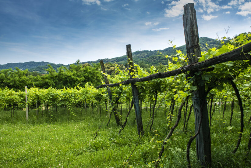  “Monti Lessini”, unica Doc veneta dedicata al metodo classico