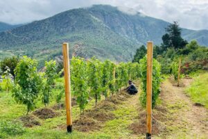 Dopo 200 anni c’è un nuovo “esordiente” nella produzione di vino mondiale: è il Regno del Bhutan