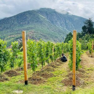 Dopo 200 anni c’è un nuovo “esordiente” nella produzione di vino mondiale: è il Regno del Bhutan