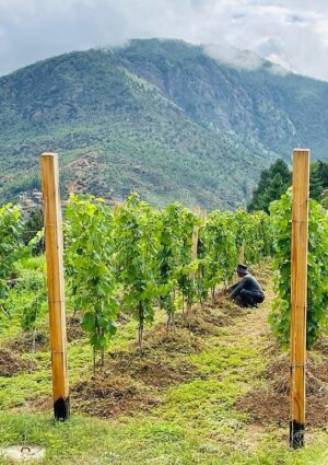 Dopo 200 anni c’è un nuovo “esordiente” nella produzione di vino mondiale: è il Regno del Bhutan