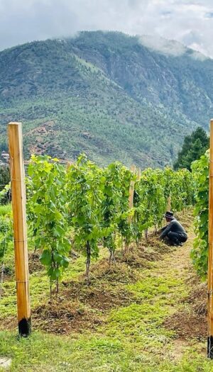 Dopo 200 anni c’è un nuovo “esordiente” nella produzione di vino mondiale: è il Regno del Bhutan