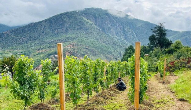 Dopo 200 anni c’è un nuovo “esordiente” nella produzione di vino mondiale: è il Regno del Bhutan