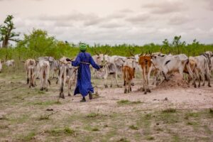 Fao proclama il 2026 l’Anno Internazionale dei Pascoli e dei Pastori