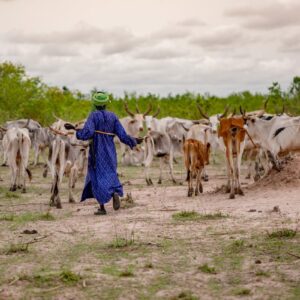 Fao proclama il 2026 l’Anno Internazionale dei Pascoli e dei Pastori