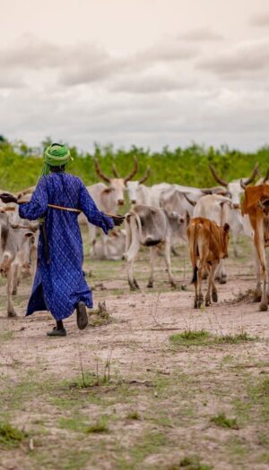 Fao proclama il 2026 l&rsquo;Anno Internazionale dei Pascoli e dei Pastori