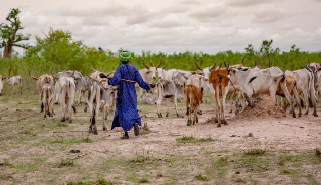 Fao proclama il 2026 l&rsquo;Anno Internazionale dei Pascoli e dei Pastori