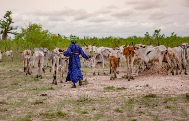 ALLEVAMENTO, FAO, PASCOLI, PASTORI, Non Solo Vino