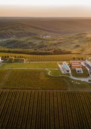 Tra radici antiche e qualità in crescita, avanza la Romania del vino (n. 8 al mondo per vigneti)