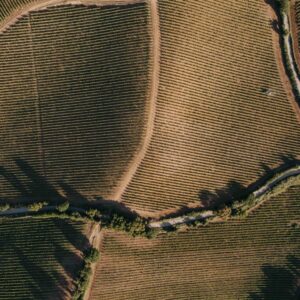 Solo vigne d&rsquo;altura, per vini freschi ed eleganti: la scelta strategica di Baglio di Pianetto